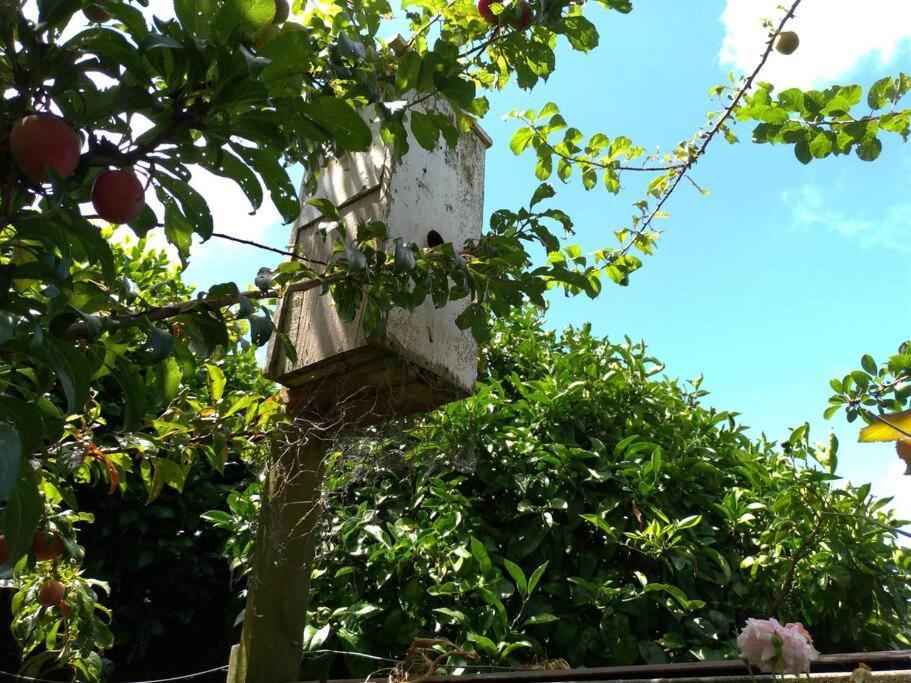 Secret Cottage Waitara Ngoại thất bức ảnh