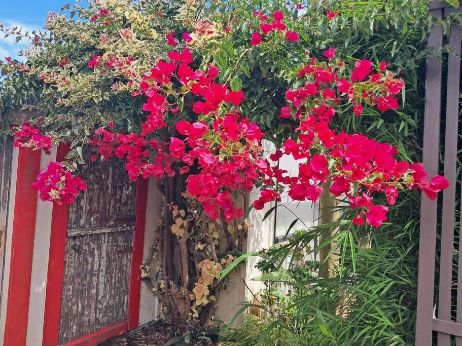 Secret Cottage Waitara Ngoại thất bức ảnh
